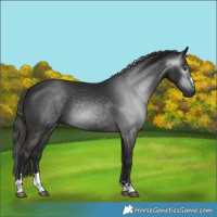 Horse Color:Gray Liver Chestnut 