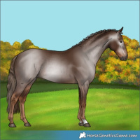 Horse Color:Gray Chestnut 