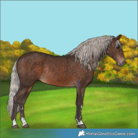 Horse Color:Silver Brown Rabicano