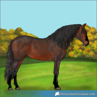 Horse Color:Void Bay Rabicano