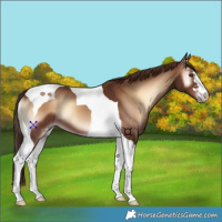 Horse Color:Red Onyx Tobiano 