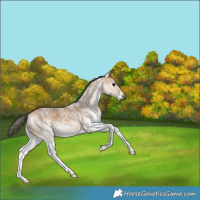 Horse Color:Gray White Spotted Buckskin 