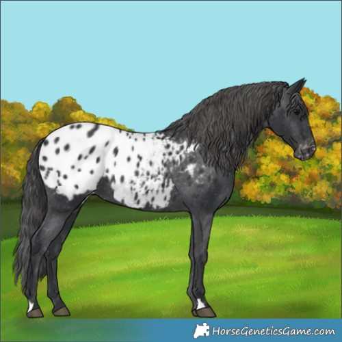 Horse Color:Black Appaloosa 