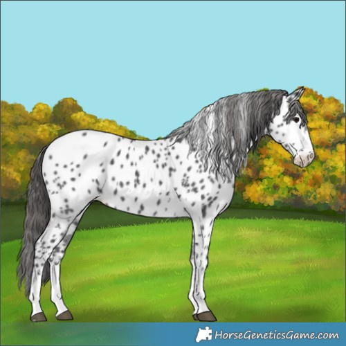 Horse Color:Black Sabino Appaloosa 