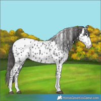 Horse Color:Black Sabino Near Leopard