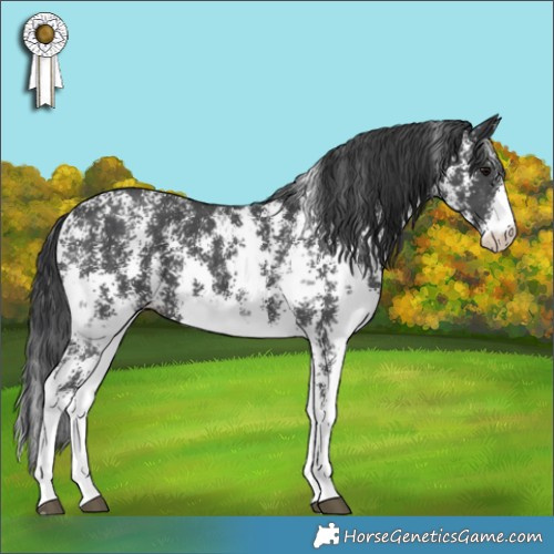 Horse Color:Black Sabino 