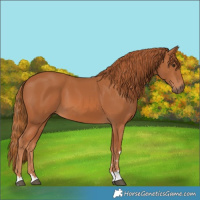 Horse Color:Chestnut 