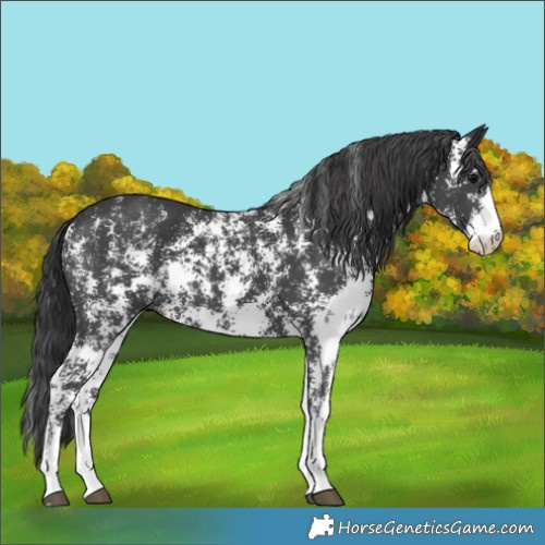 Horse Color:Black Sabino 