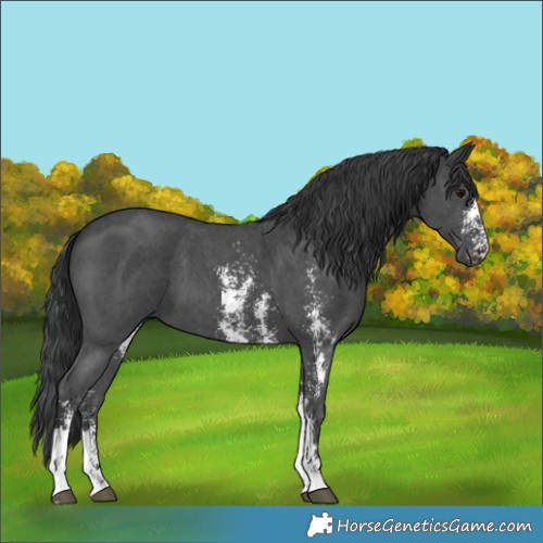 Horse Color:Black Sabino 