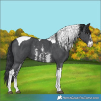 Horse Color:Black Sabino Tobiano