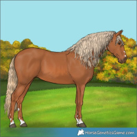 Horse Color:Chestnut 