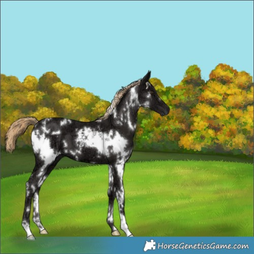 Horse Color:White Spotted Liver Chestnut Ice 
