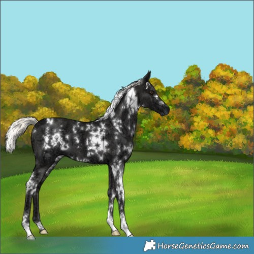 Horse Color:White Spotted Liver Chestnut Ice Mushroom 