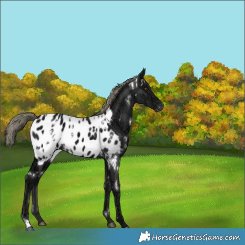 Horse Color:White Spotted Liver Chestnut Ice Mushroom Appaloosa 