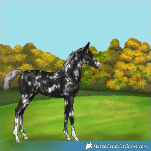 Horse Color:White Spotted Liver Chestnut Ice Mushroom 