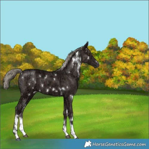 Horse Color:White Spotted Liver Chestnut Ice Mushroom 