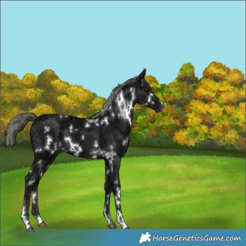 Horse Color:White Spotted Liver Chestnut Ice Mushroom 