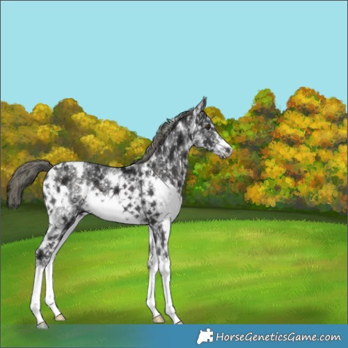 Horse Color:White Spotted Liver Chestnut Ice Mushroom 