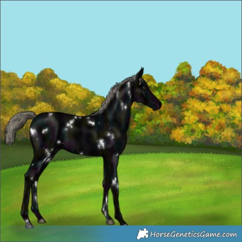 Horse Color:White Spotted Midnight Liver Chestnut Ice Mushroom 