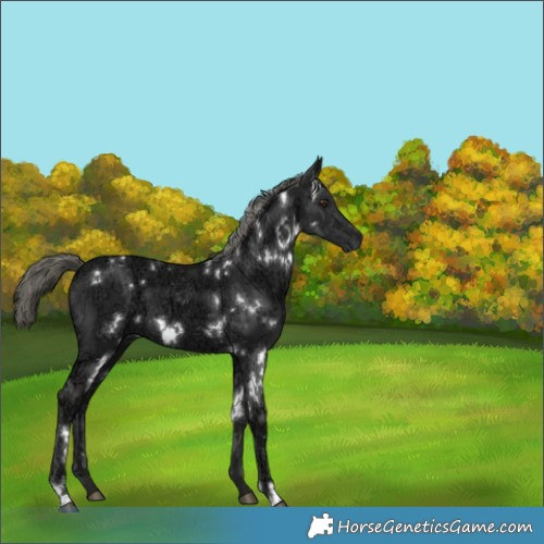 Horse Color:White Spotted Liver Chestnut Ice Mushroom 