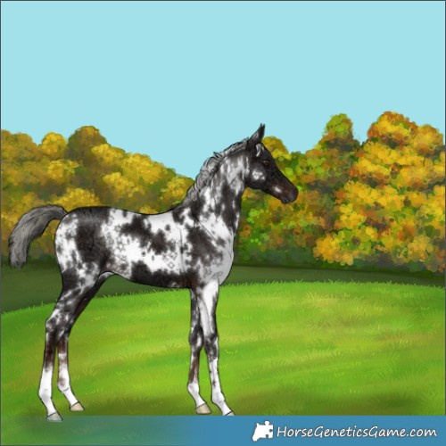 Horse Color:White Spotted Liver Chestnut Ice Mushroom 