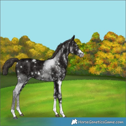 Horse Color:White Spotted Liver Chestnut Ice 