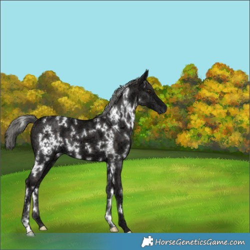 Horse Color:White Spotted Liver Chestnut Ice Mushroom 