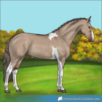 Horse Color:Liver Red Dun Tobiano Rabicano 