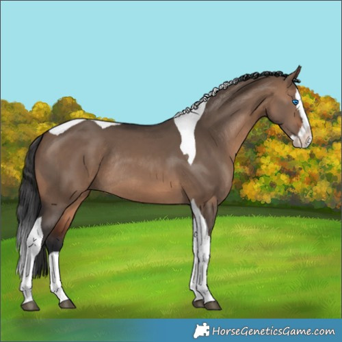 Horse Color:Brown Dun Splash Tobiano Rabicano 