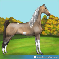 Horse Color:Buckskin Dun Tobiano Rabicano