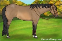 Horse Color:Bay Dun