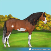 Horse Color:Bay Splash Frame