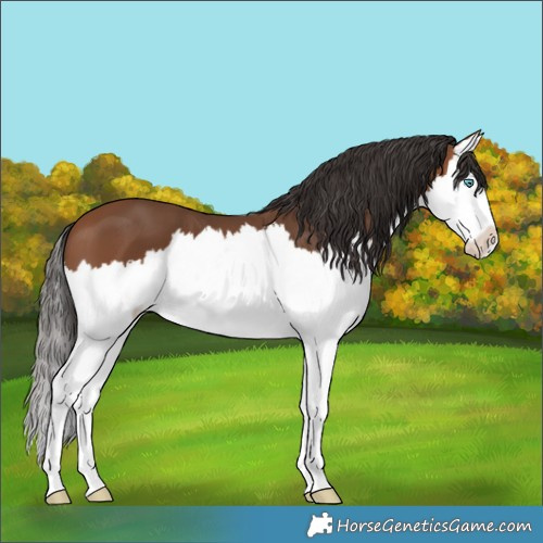 Horse Color:Bay Splash 