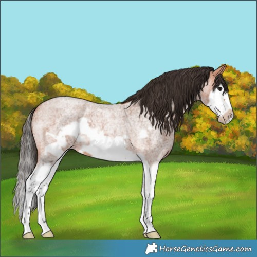 Horse Color:Bay Roan Splash Frame