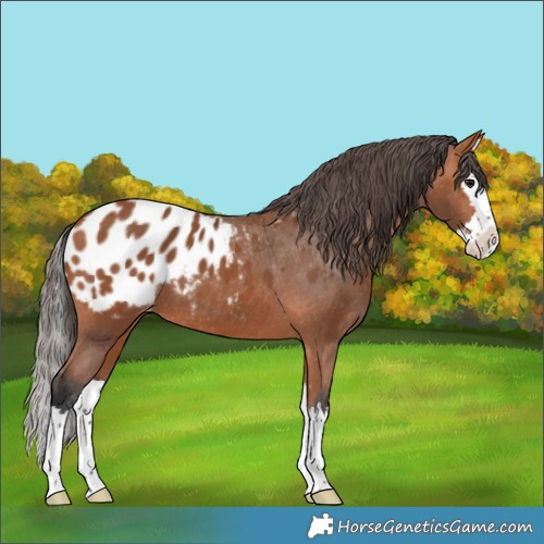 Horse Color:Bay Splash Appaloosa