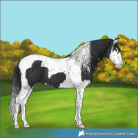 Horse Color:Black Splash Tobiano