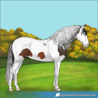Horse Color:Bay Splash Tobiano 