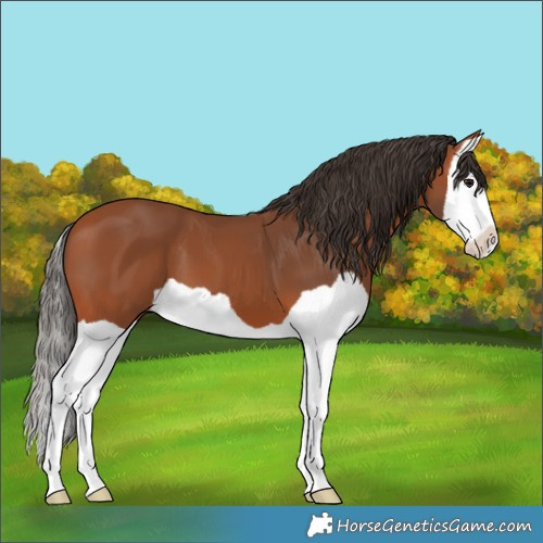 Horse Color:Bay Splash 