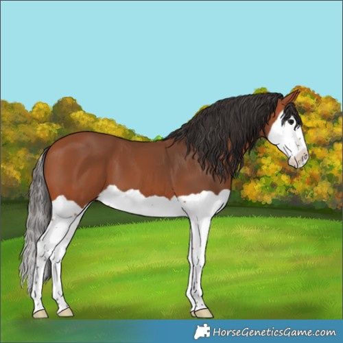 Horse Color:Bay Splash 