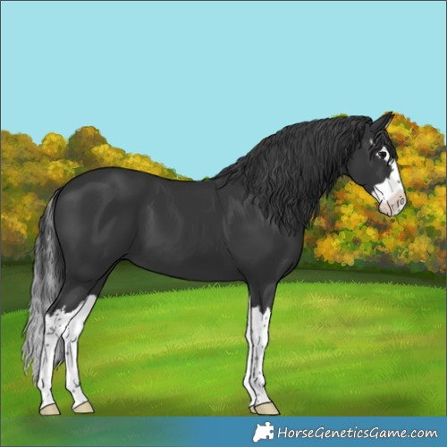 Horse Color:Black Splash