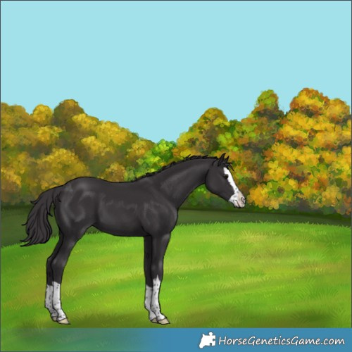 Horse Color:Smoky Black Splash