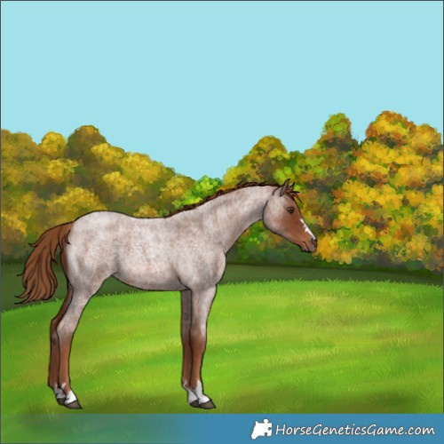 Horse Color:Red Roan