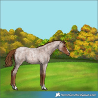 Horse Color:Red Roan 