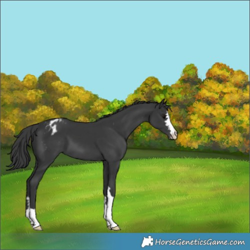 Horse Color:Black Appaloosa