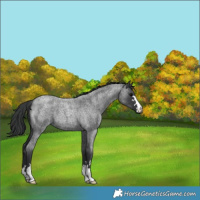 Horse Color:Blue Roan 