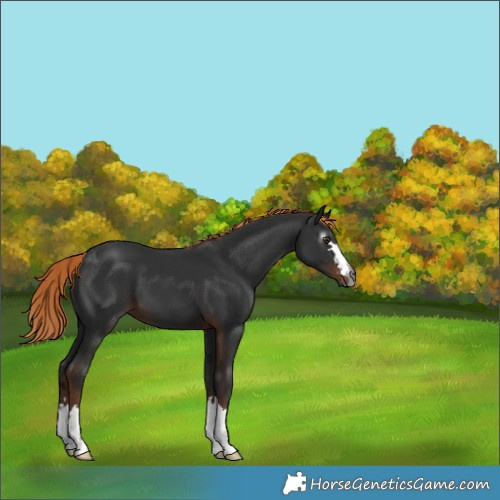 Horse Color:Gray Liver Chestnut 