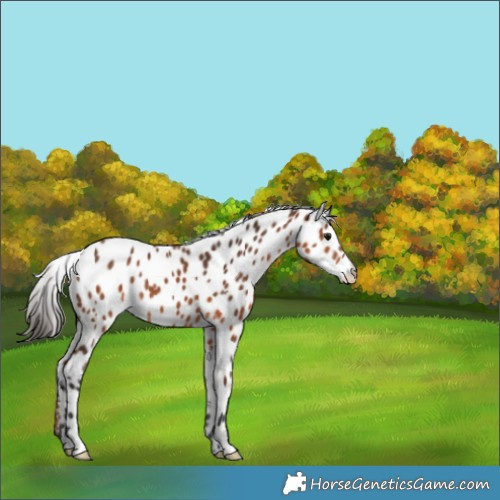 Horse Color:Bay Appaloosa