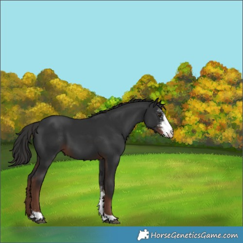 Horse Color:Liver Chestnut Sabino