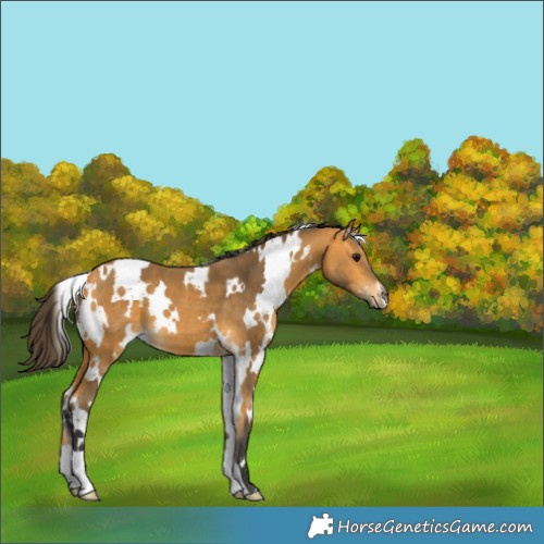 Horse Color:White Spotted Buckskin