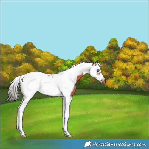 Horse Color:Bay Splash Tobiano Frame